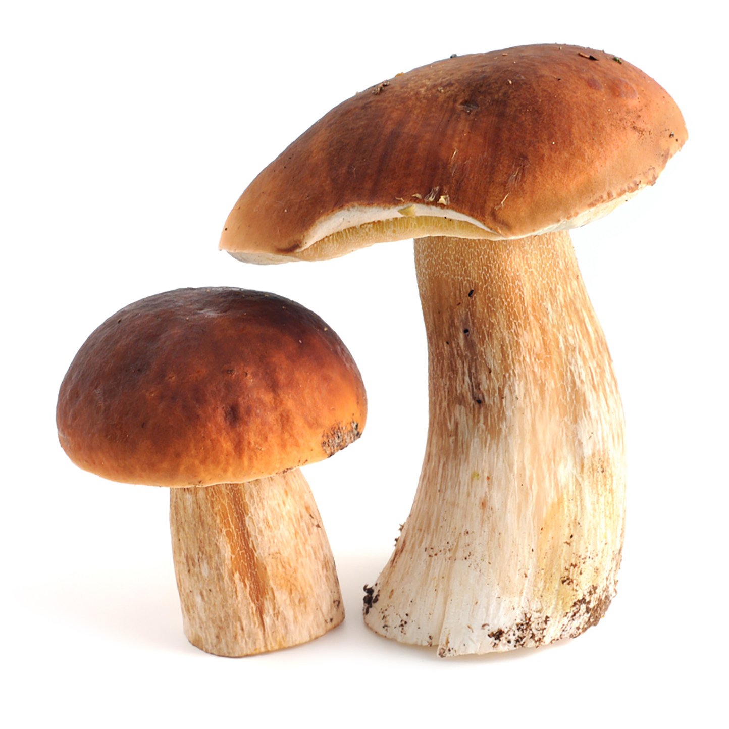 Рецепты из белых грибов для начинки