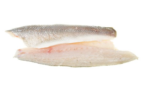 Рыба сибас: семейство, описание, особенности