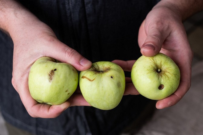 Моченые яблоки «Антоновка» — простой рецепт яблок в капусте