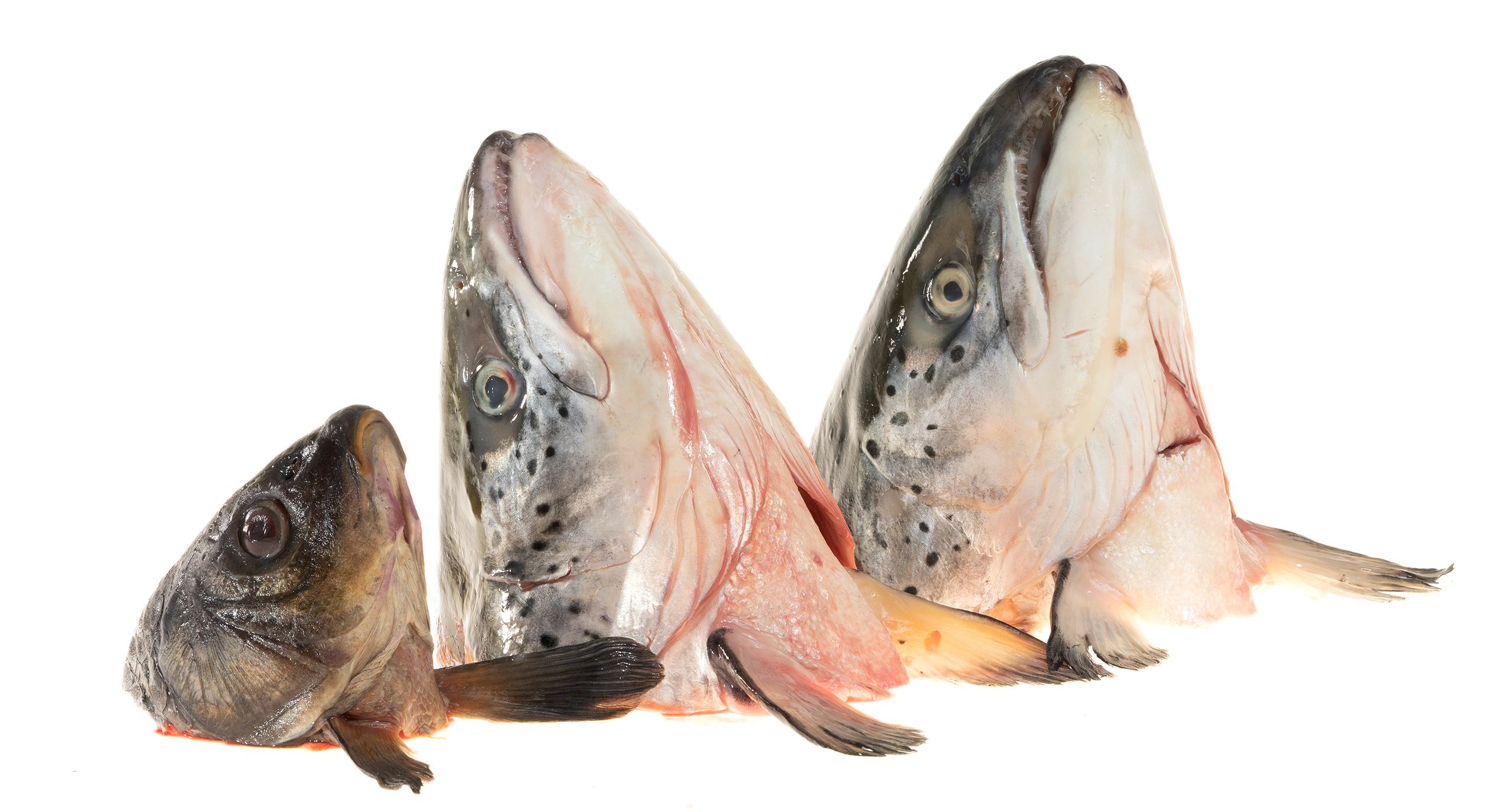 Рыбный суп из головы и хвоста кеты: секреты и тонкости приготовления