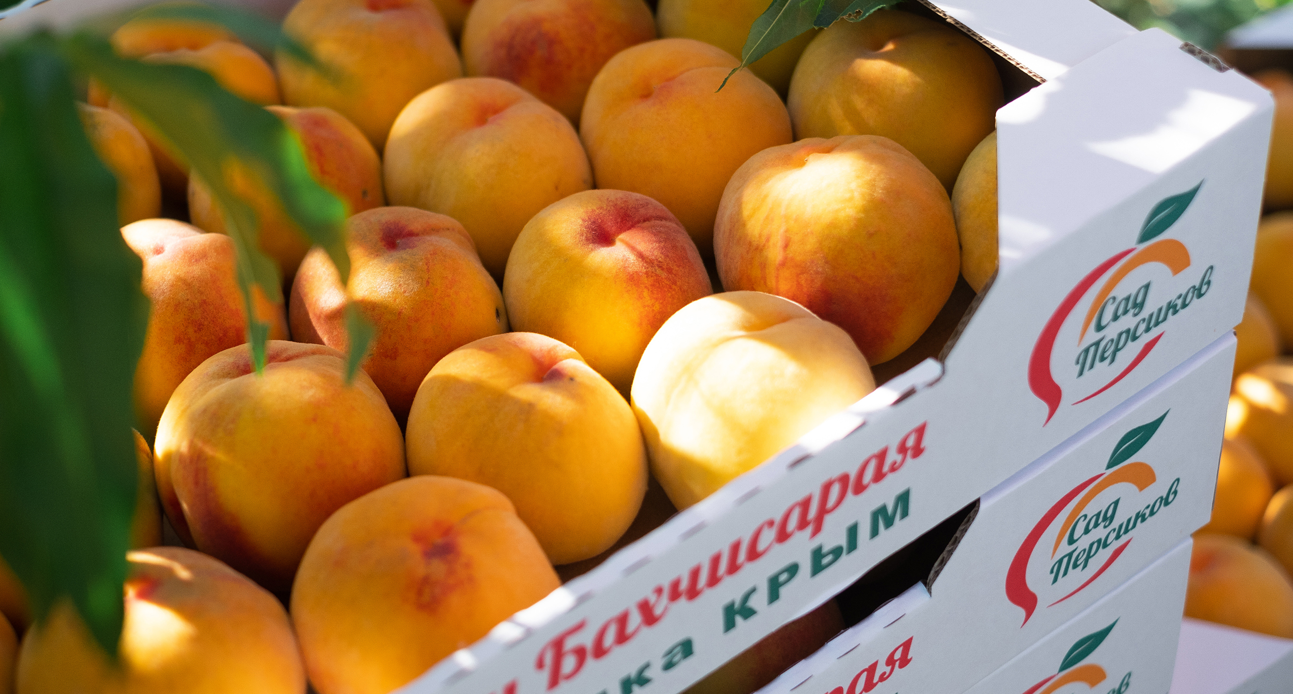 Персики крымские Бахчисарайские