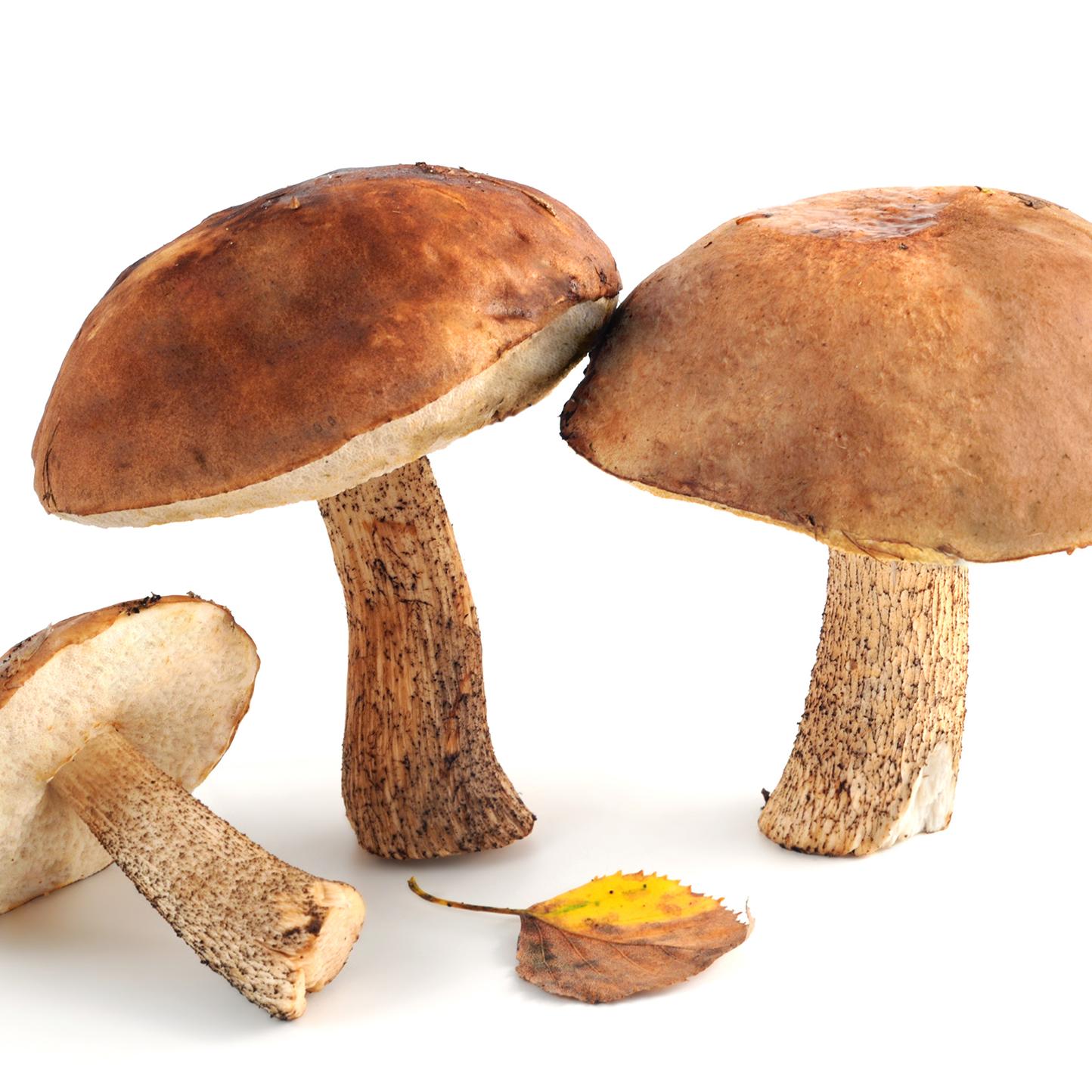 Как правильно готовить грибы и можно ли их есть сырыми? — читать на витамин-п-байкальский.рф
